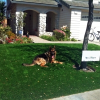 Artificial Grass Installation Moraga, California Lawn And Garden, Front Yard Ideas