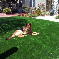 Grass Carpet Isleton, California Rooftop, Front Yard Ideas