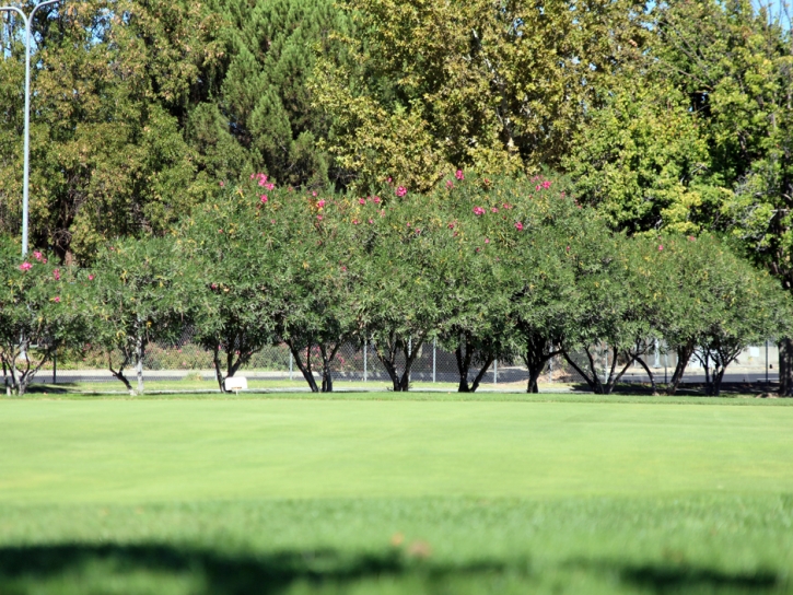 Grass Turf Nicasio, California Golf Green